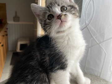 All - Kittens available for adoption in Worcester