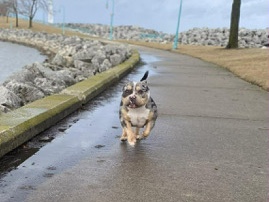 American Bulldog – American Merel Bully – Racine