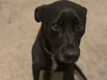 Labrador Retriever – Rehoming Our Sweet Dog – Loving Home Needed – Grand Prairie