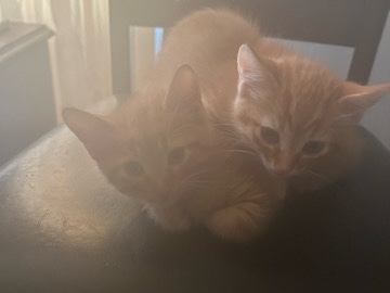 Russian White, Black and Tabby – Three Orange Kittens – Milwaukee