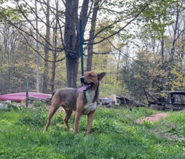 German Shepherd – Jackson