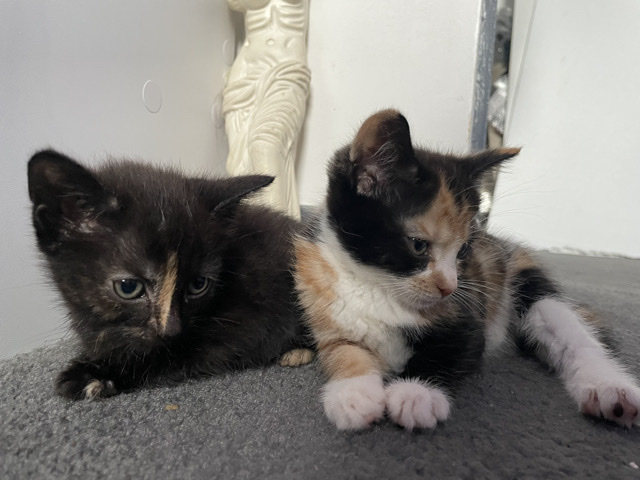 2 female kittens! – Birmingham
