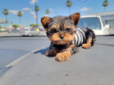 Yorkshire Terrier – Yorkshire – Commerce