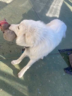 Great Pyrenees – cannoli