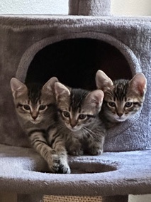Tabby kittens