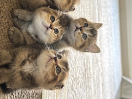 British Shorthair – golden British shorts hair – Al Ain