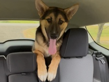 German shepherd mixed malamute