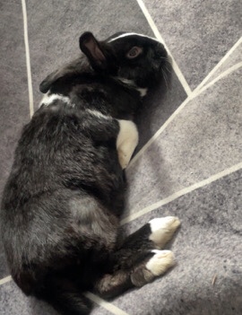 Dutch – rabbit free to good home