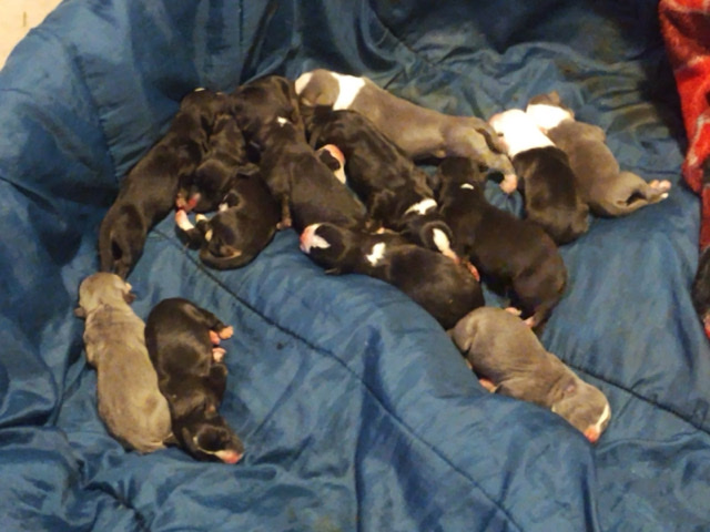 American Pit Bull Terrier – Rehome fee 300