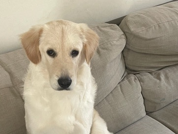 Golden Retriever for adoption 