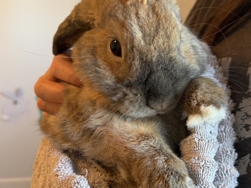 Holland Lop – Rehome Female  Holland Lop – Edmonton