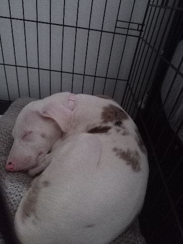 Collie bull lurcher whippet