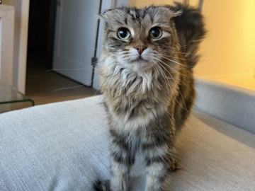 Scottish Fold – Rehoming a Scottishfold – Chicago