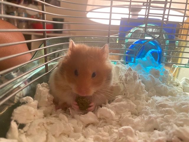 Any – syrian hamster