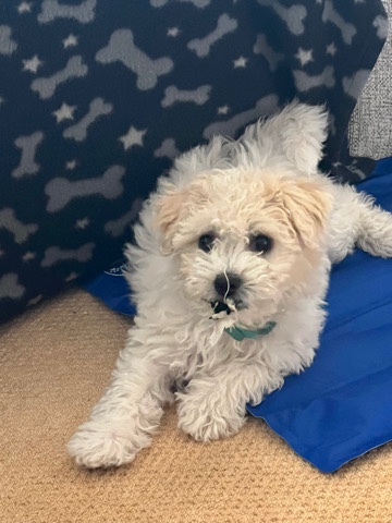 Bichon frise boy