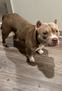 Bull Terrier – American bully/ 2 years old