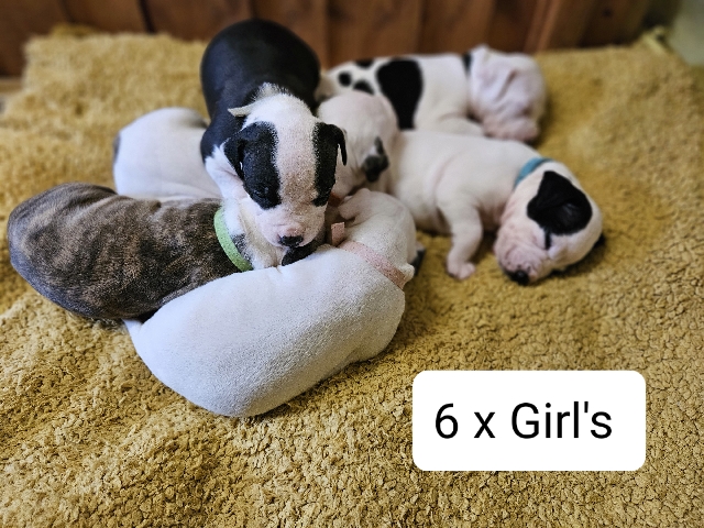 American Staffordshire Terrier – 13 puppies American Staffordshire Terrier