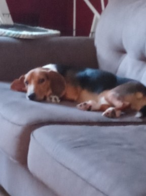 Beagle – Pure Breed Beagle 1 yr