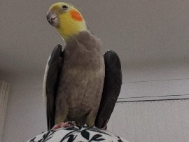 Cockatiel – cockatiel bird for sell he is so cute and has a beautiful voice and friendly – Dearborn Heights