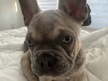 Bulldog – Rare Top Quality Baby French Bulldogs