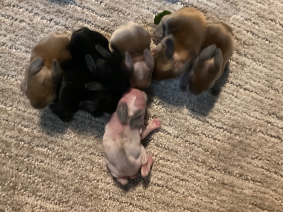 adorable Rex rabbits for adoption