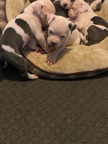 American Pit Bull Terrier – American Bluenose pitbull terier
