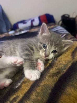 American Shorthair – Baby kitten (male)