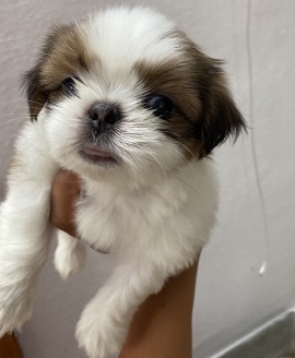 Shih Tzu – shihtzu puppies