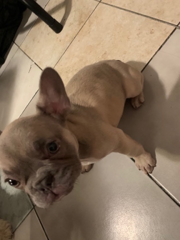 French Bulldog β Selling French Bulldog π $5,500