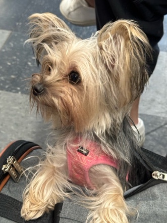 Yorkshire Terrier – Morkie for Sale