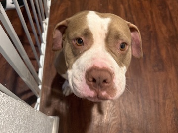 Bullmastiff – pit bull massive – San Antonio