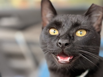 Ari 🖤black cat – Zephyrhills
