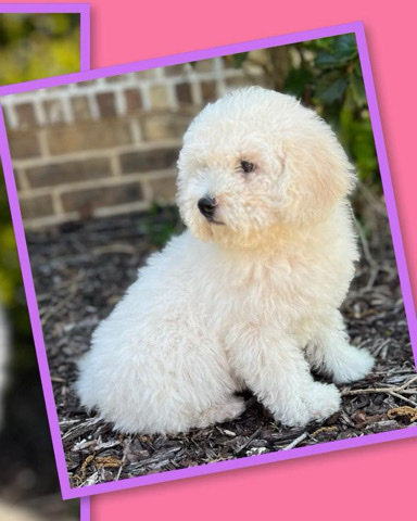 Dilly the Poochon