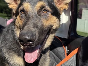German Shepherd – re home for Nala – Huntersville