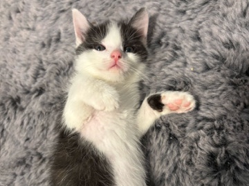 Norwegian Forest cat - Vier neugierige Kitten warten auf ihre Familie available for adoption in Hamm
