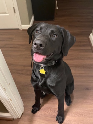 Labrador Retriever – Beautiful black Labrador