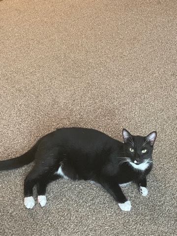Tuxedo Cat looking for a new home