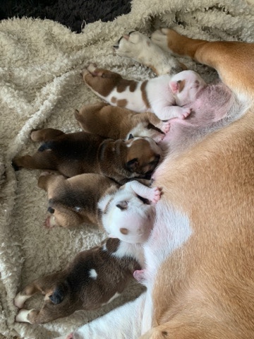 Bulldog – 5 English bulldog puppies