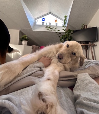 Golden Retriever – Moose