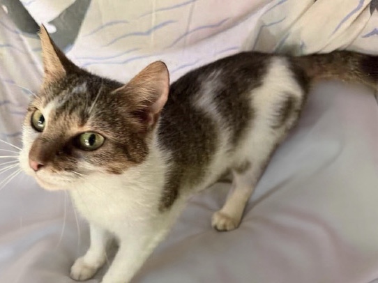 adopt a pet today! – Long Bottom