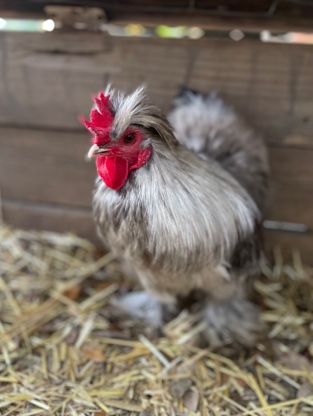Any – Bantam Roosters