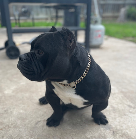 Micro Bully