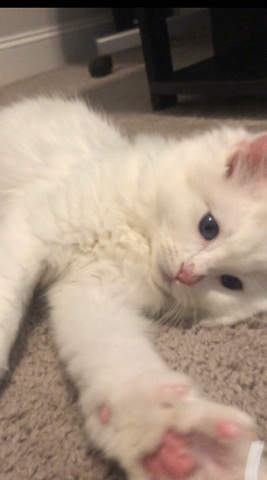 Ragdoll – Ragdoll 13 weeks male