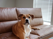 Boxer – Bella - Boxer Greyhound Mix – Port Charlotte