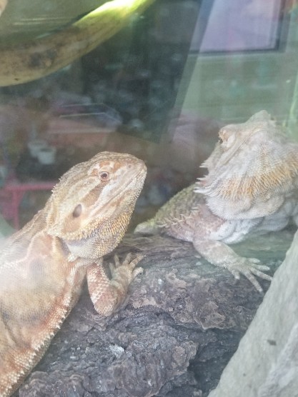 Bearded dragons
