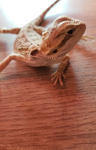 lizard