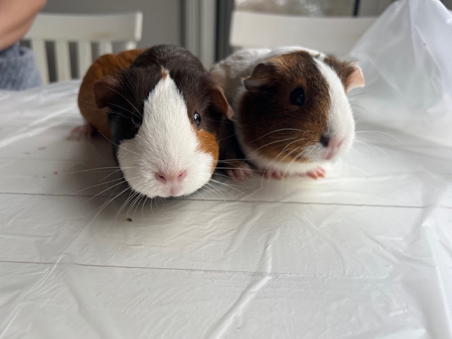 Guinea Pigs