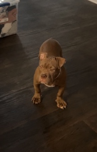 4 month male bully