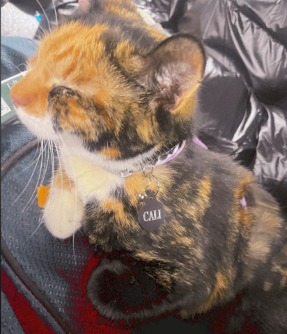 Cali Needs A Loving Home