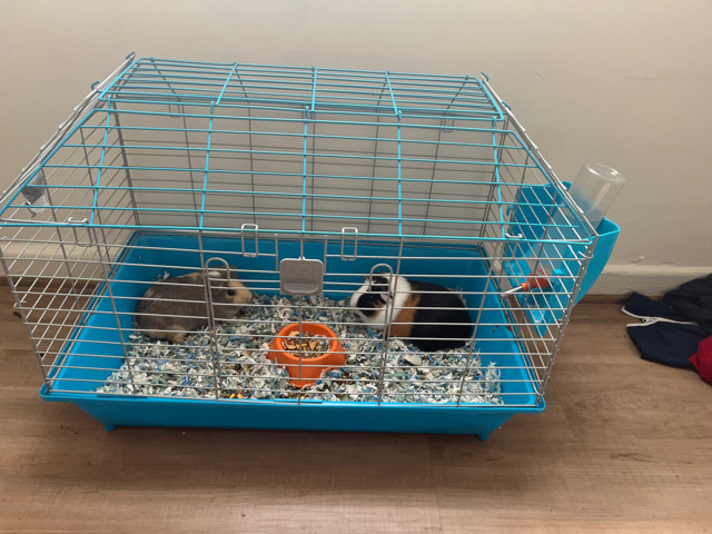 Guinea pigs